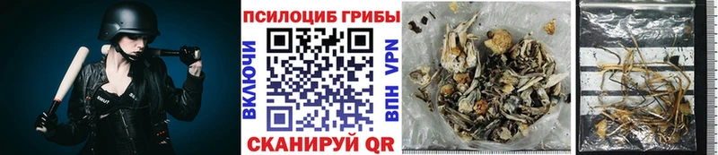 Псилоцибиновые грибы мицелий  Сурск 